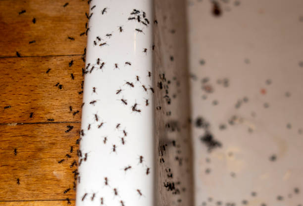 Best Best Pest Control Companies  in Bayside, WI
