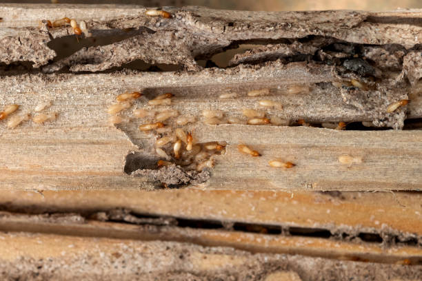 Best Pest Prevention Services  in Bayside, WI