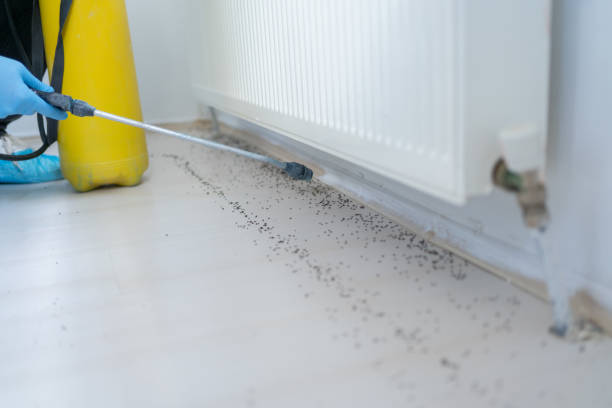 Best Affordable Pest Control Services  in Bayside, WI